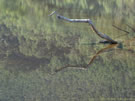 Image of a wooden branch protruding from water, Caburga lake.